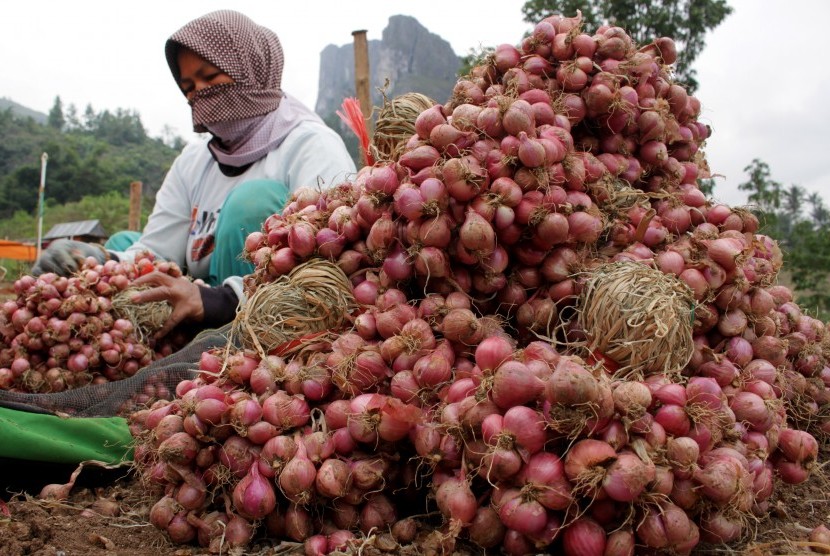 Harga Bawang Merah di Petani Anjlok!