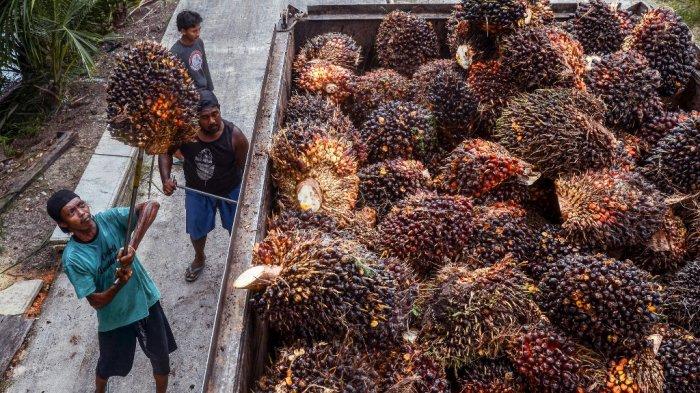 Petani sawit di Aceh Singkil menikmati hasil kemitraan